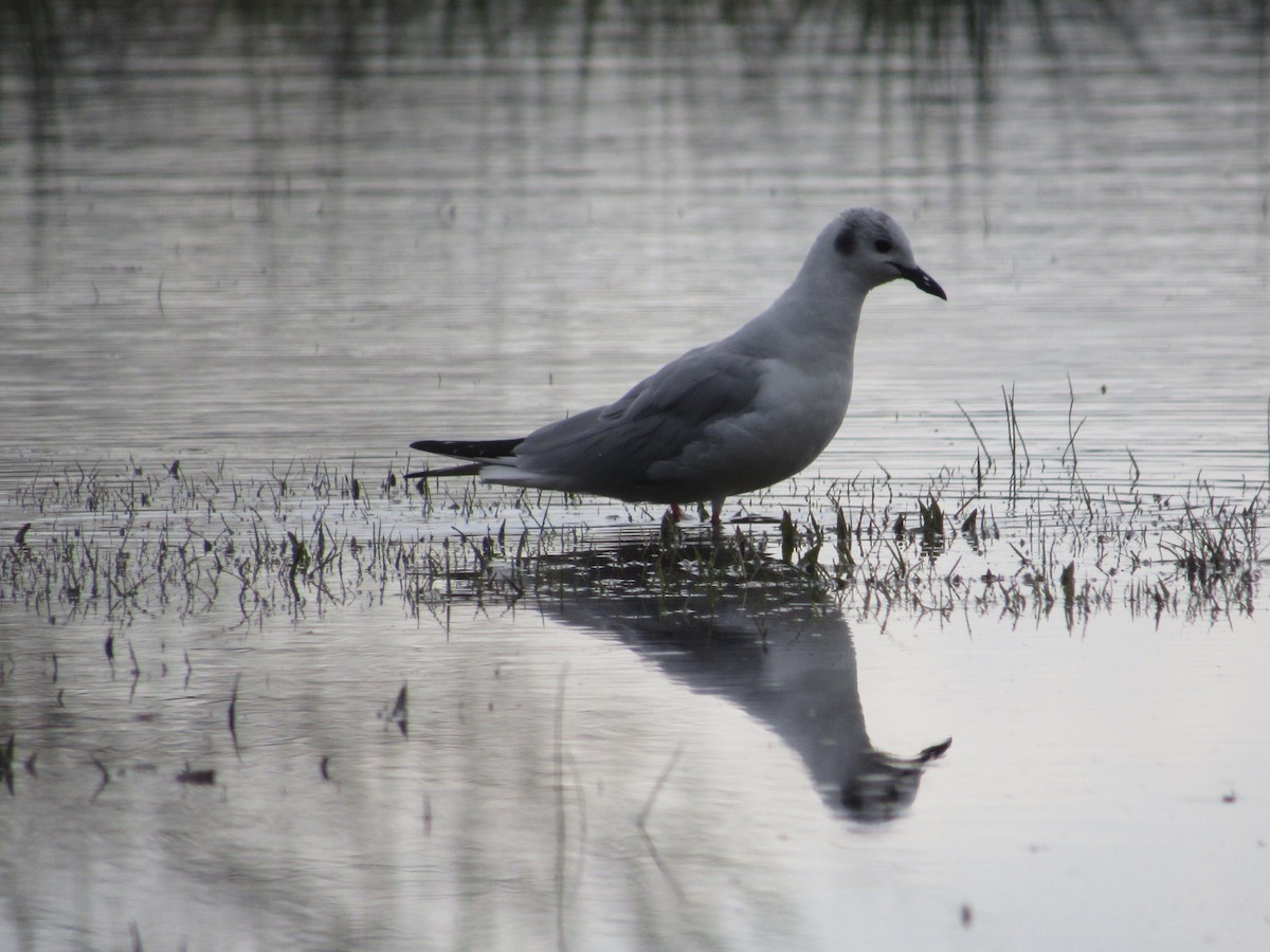 Bonaparte's Gull - ML616600400