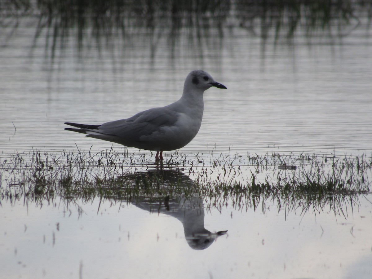 Bonaparte's Gull - ML616600401