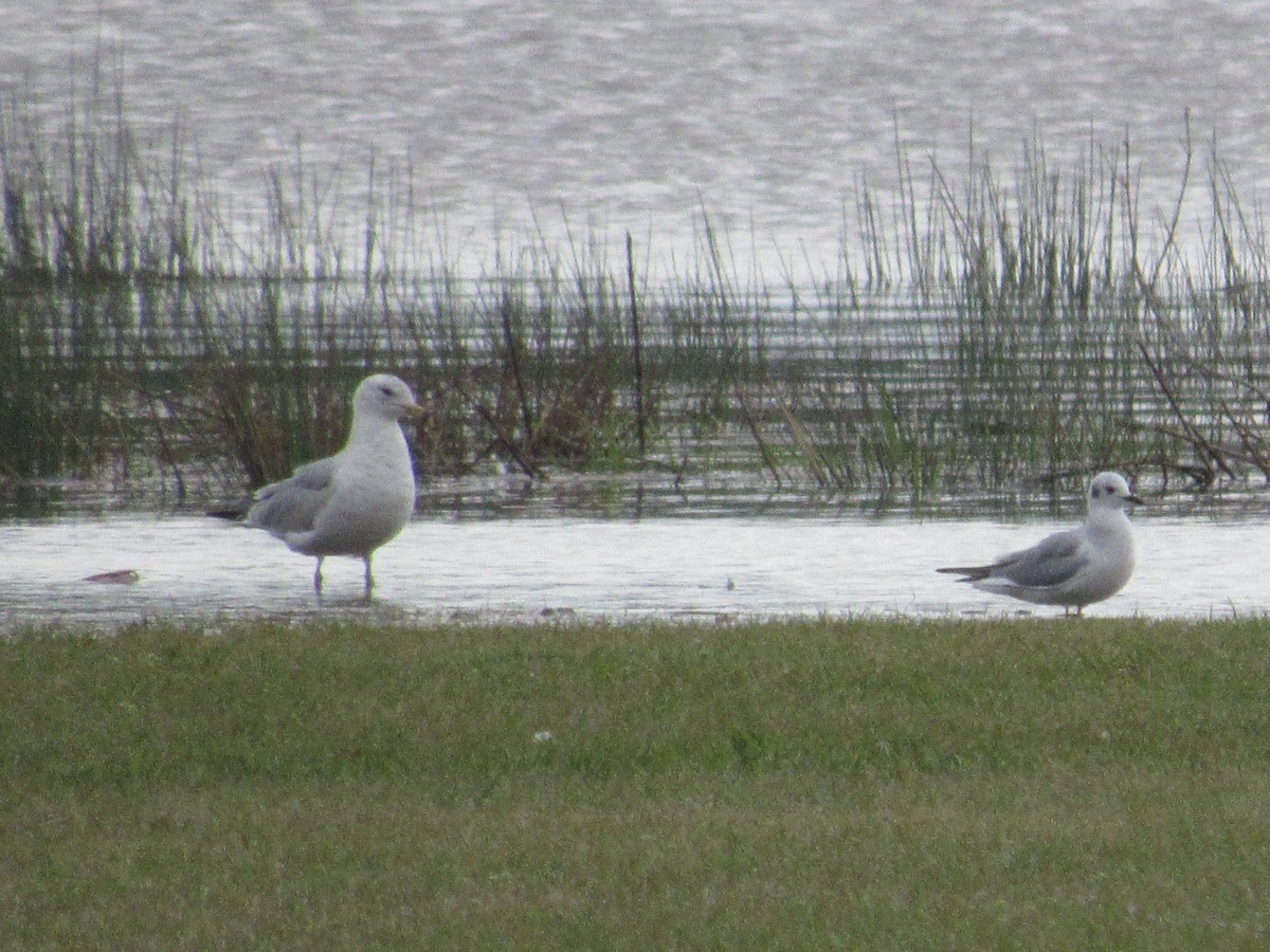 Ring-billed Gull - ML616600404