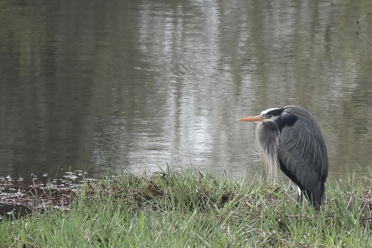 Great Blue Heron - ML616600421