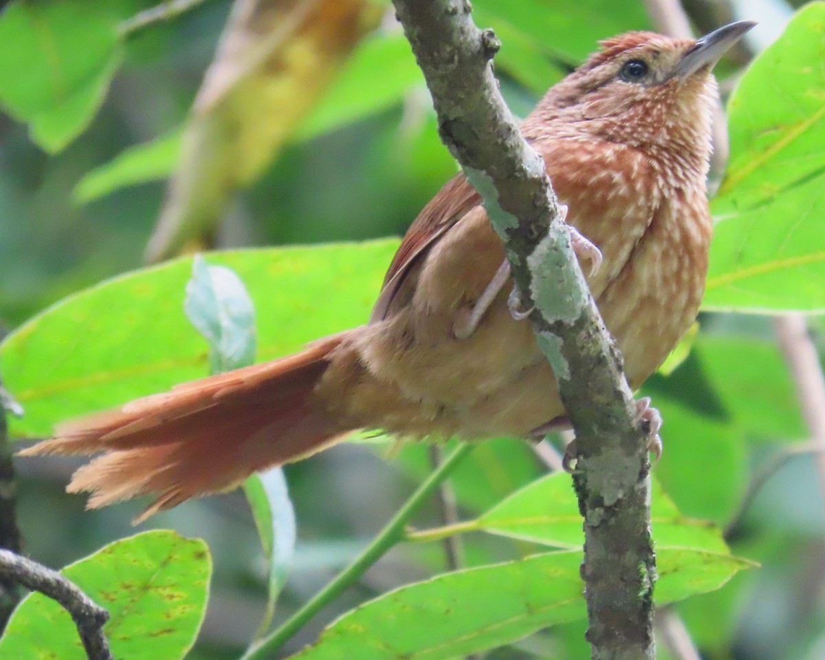 Spot-breasted Thornbird - ML616600422