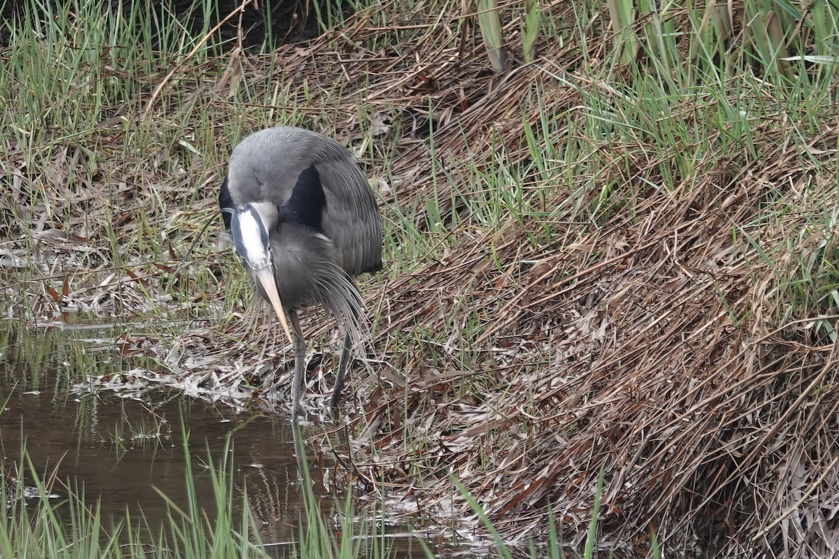 Great Blue Heron - ML616600423
