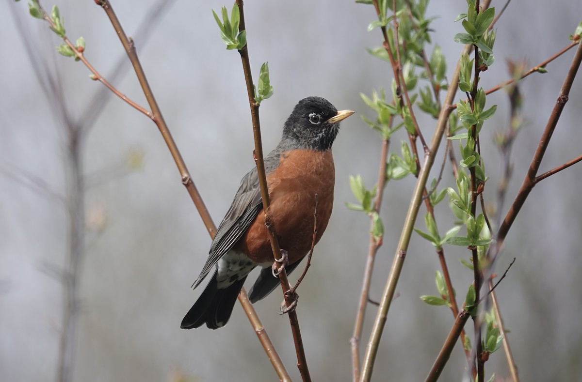 American Robin - ML616600462
