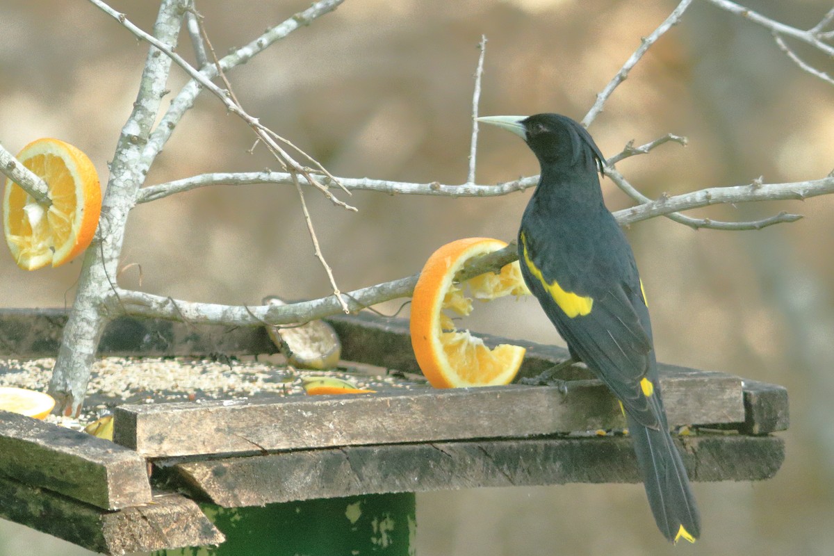 Yellow-winged Cacique - James McKenzie