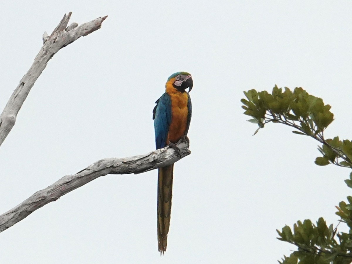 Blue-and-yellow Macaw - ML616600470