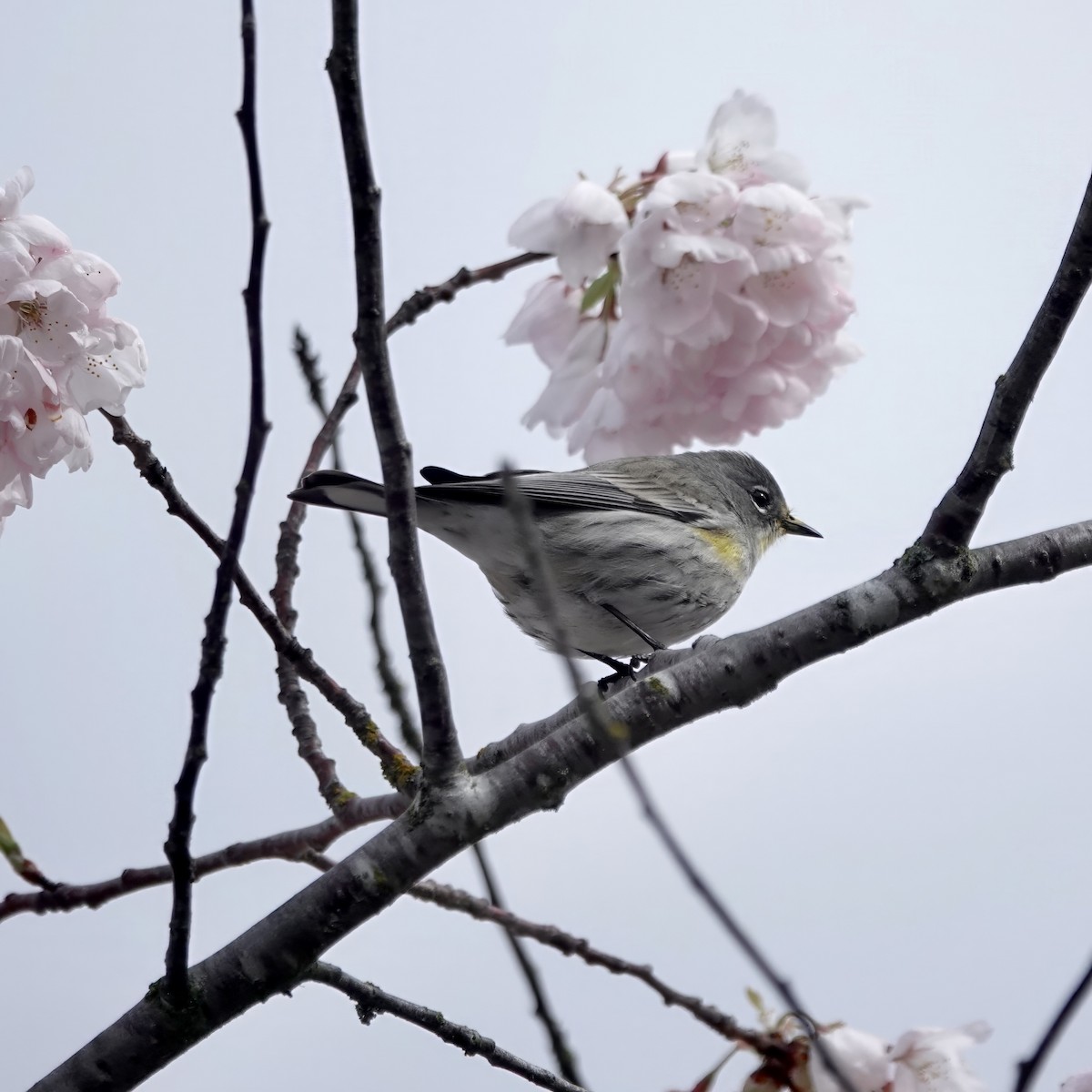 Yellow-rumped Warbler - ML616600477