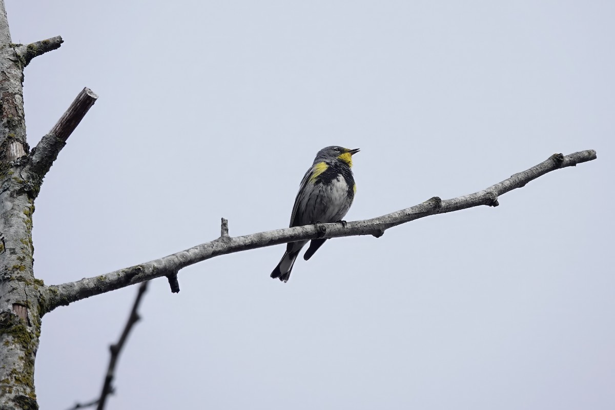 Yellow-rumped Warbler - ML616600478