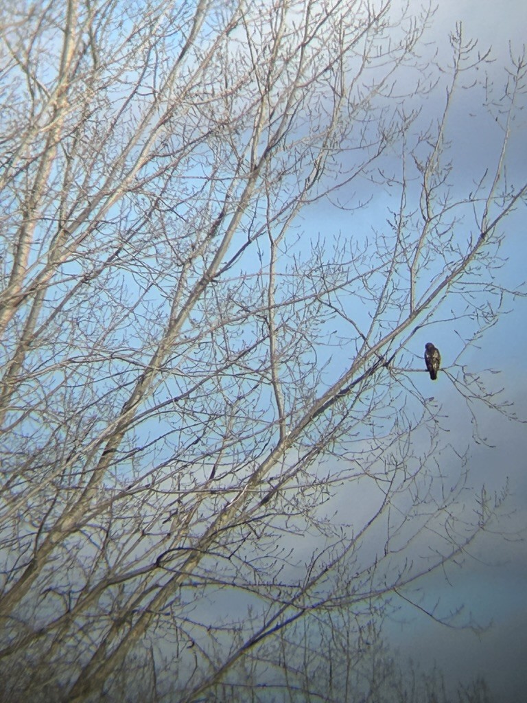 Red-tailed Hawk - ML616600495