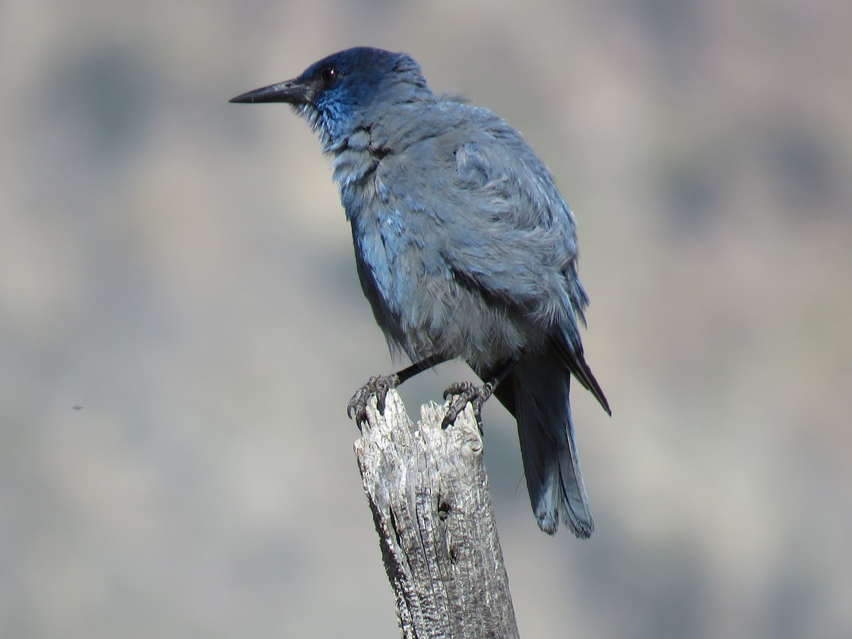 Pinyon Jay - ML61660051