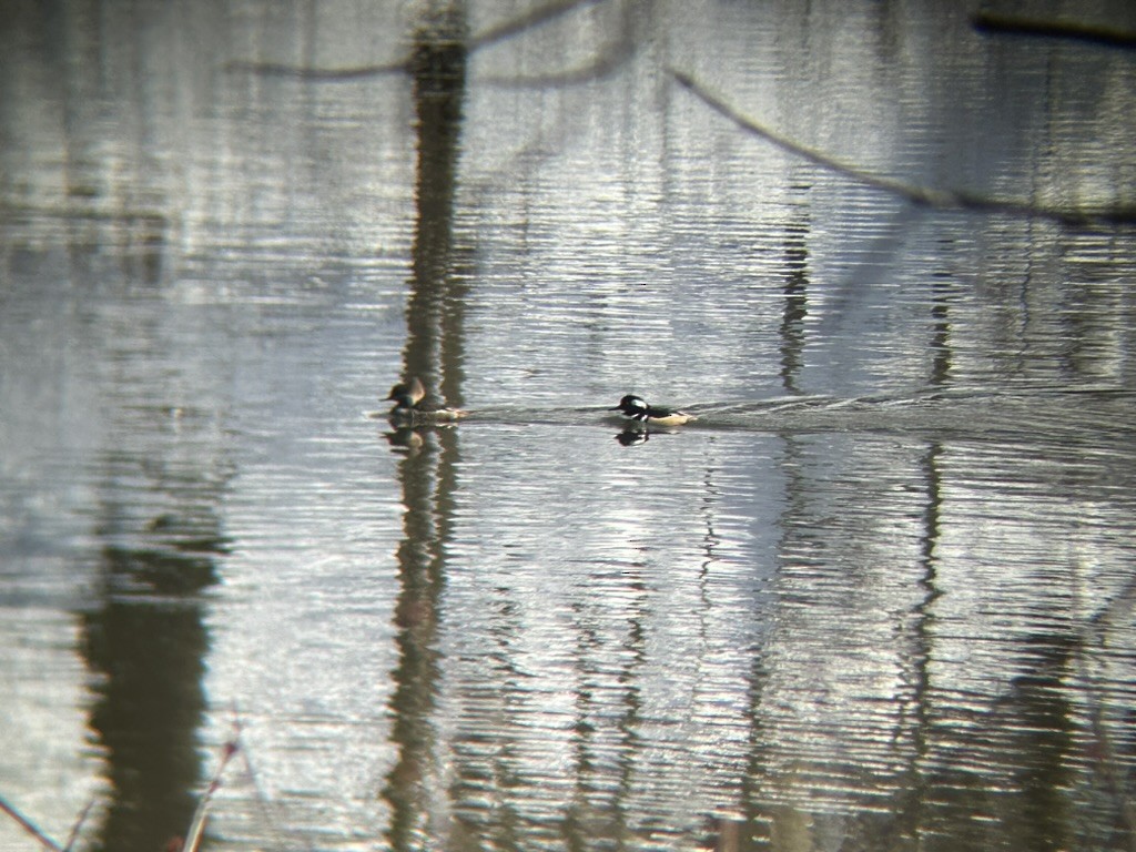 Hooded Merganser - ML616600519