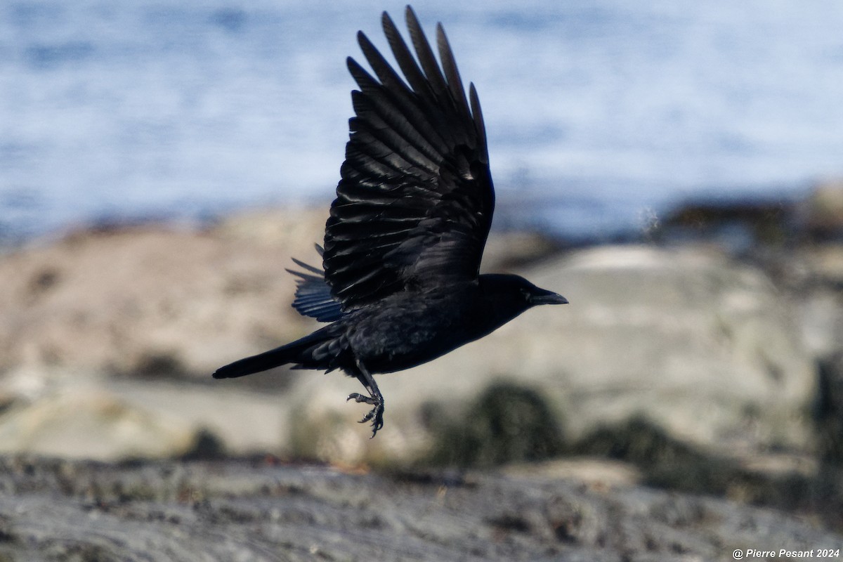 American Crow - Pierre Pesant