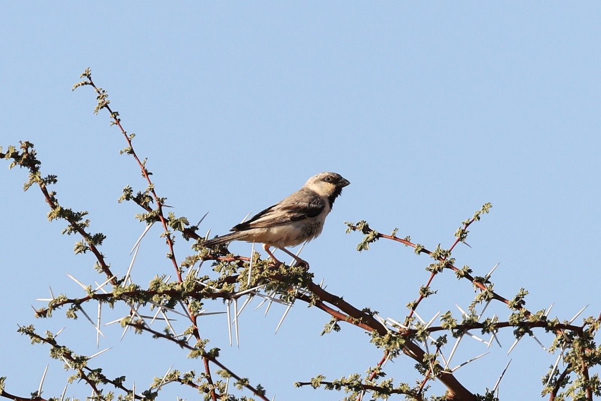 Desert Sparrow - ML616600546