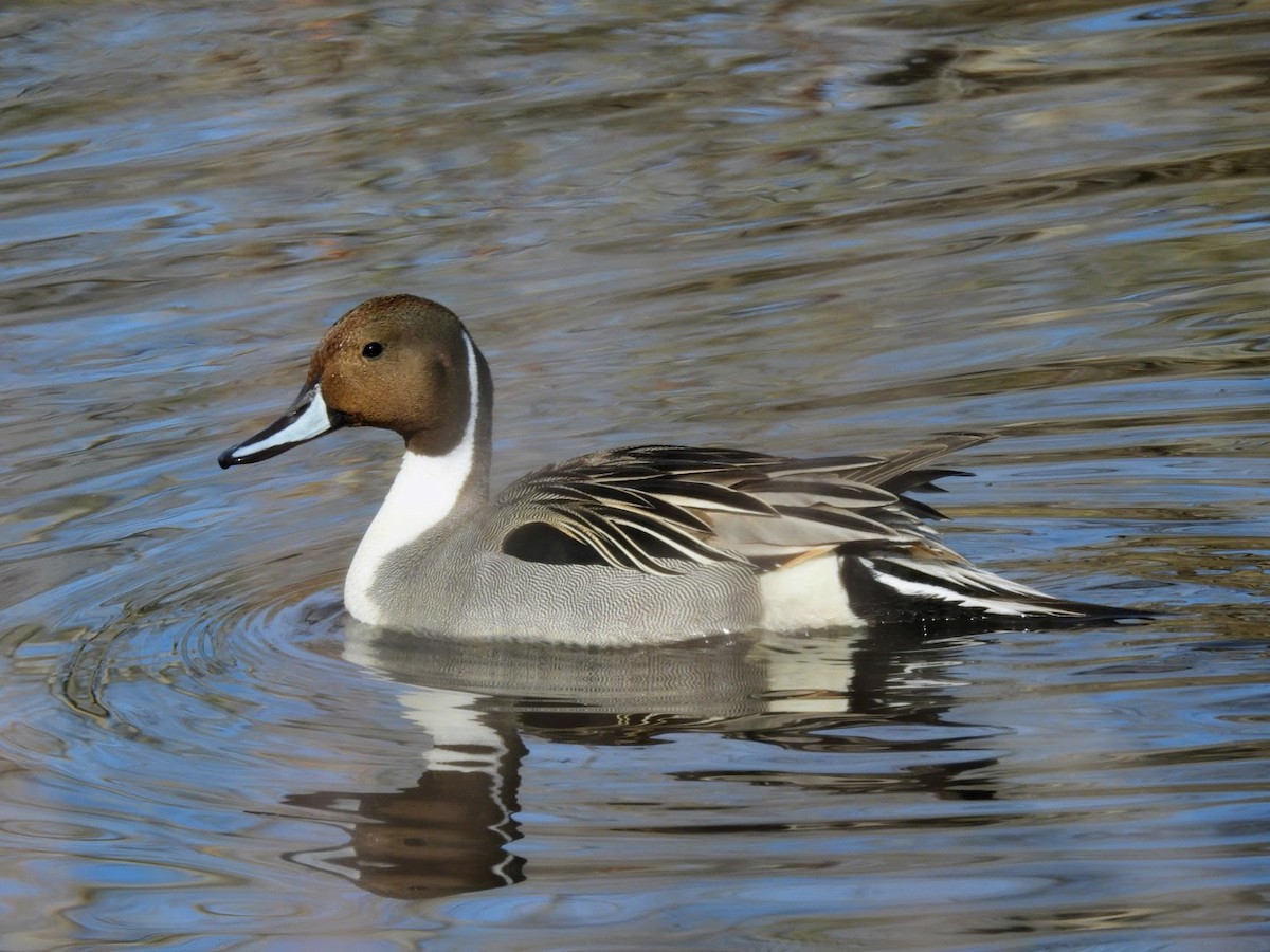 Northern Pintail - patricia kuzma sell