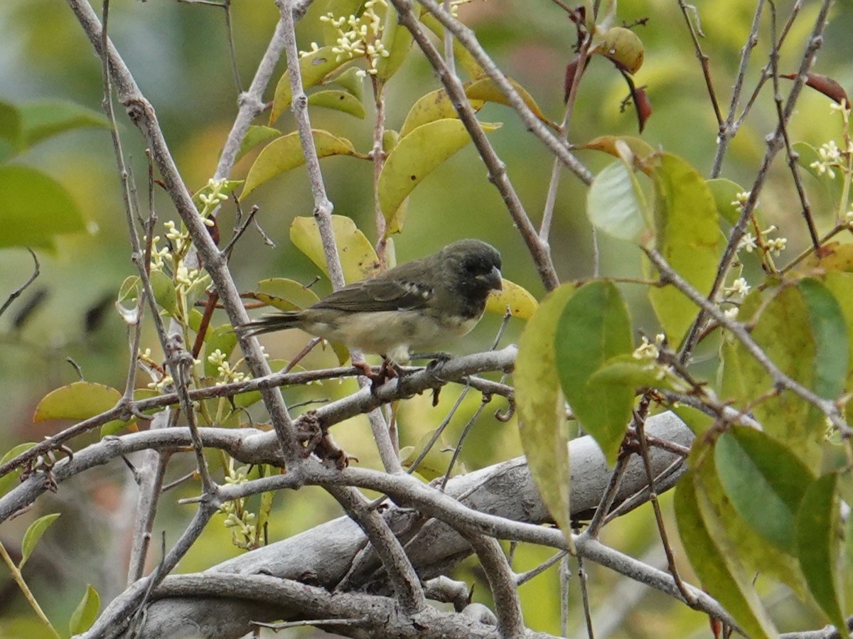 Yellow-bellied Seedeater - Steve Kornfeld