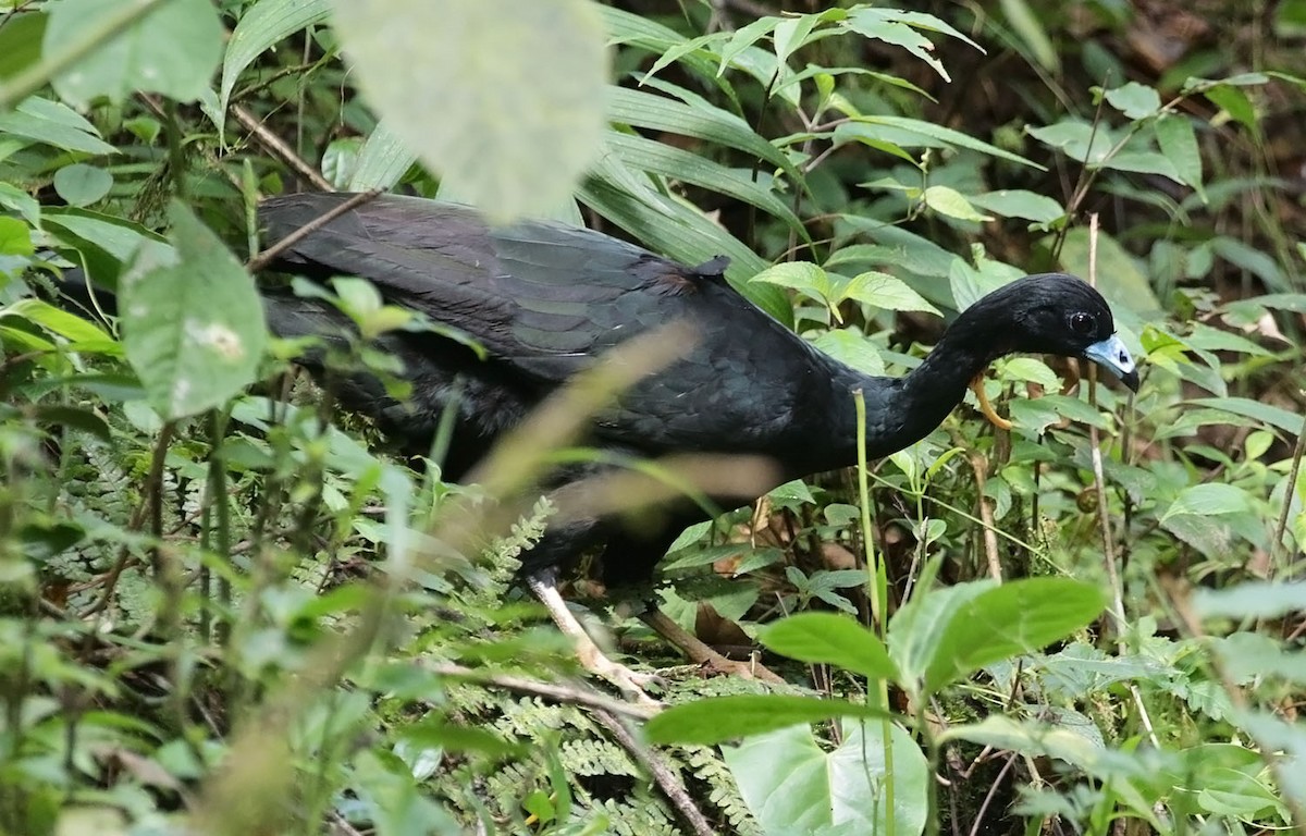 Wattled Guan - Trevor Ellery