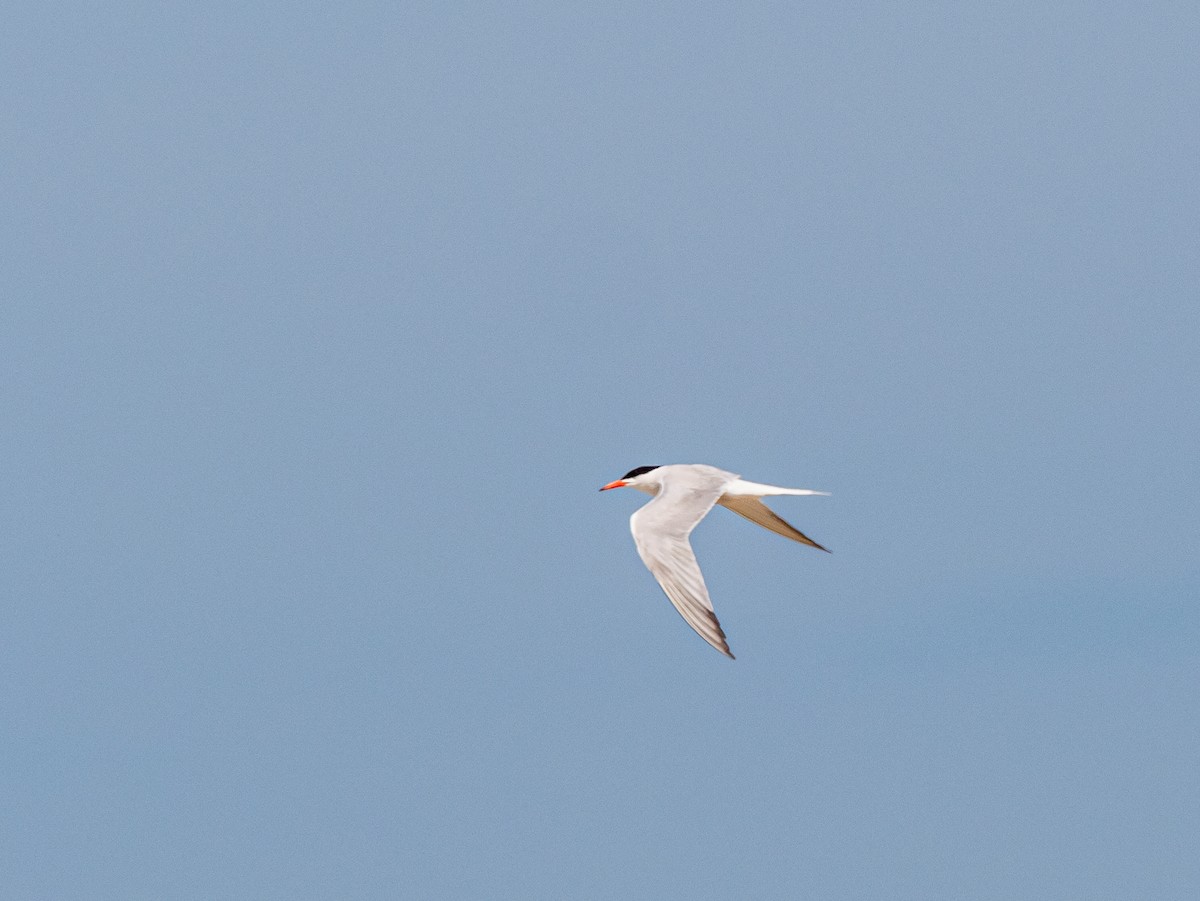 Common Tern - ML616600613