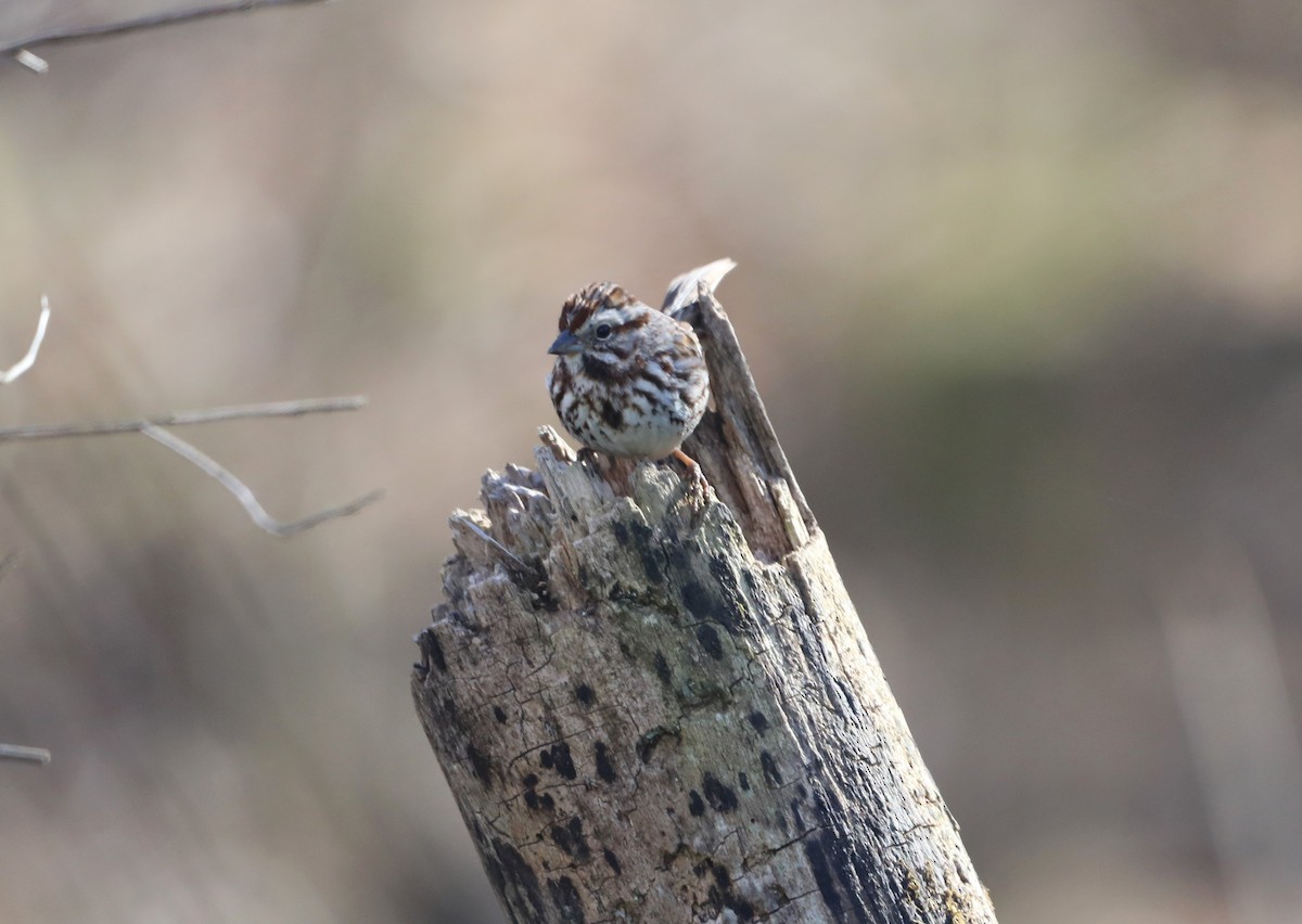 Song Sparrow - ML616600659