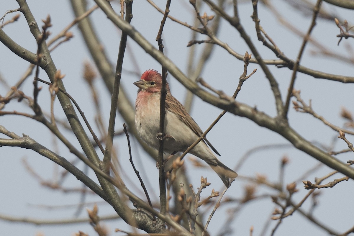 Cassin's Finch - ML616600669