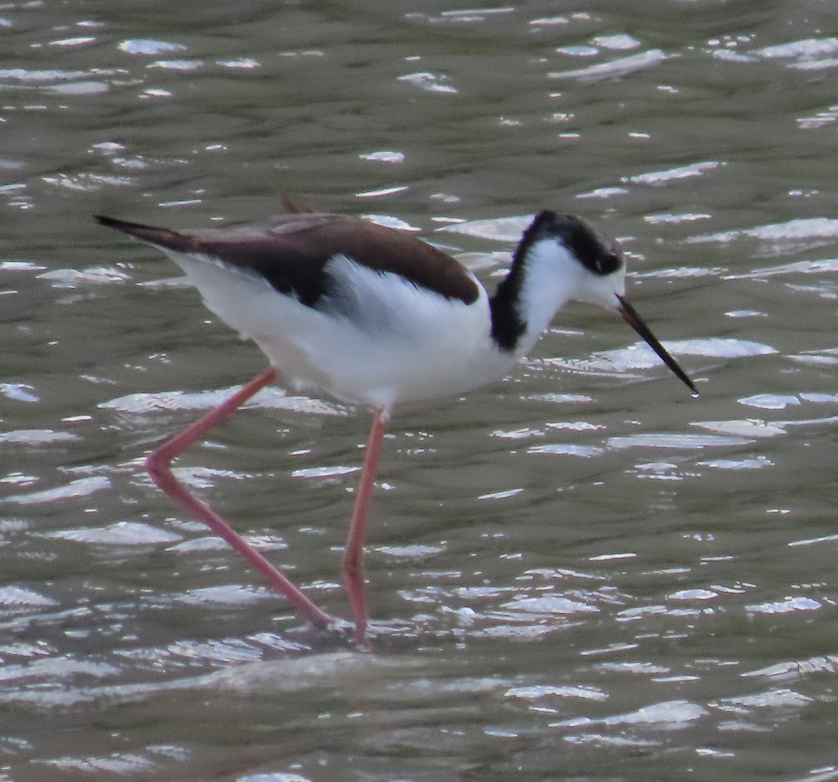 Black-necked Stilt - Elizabeth Lyons