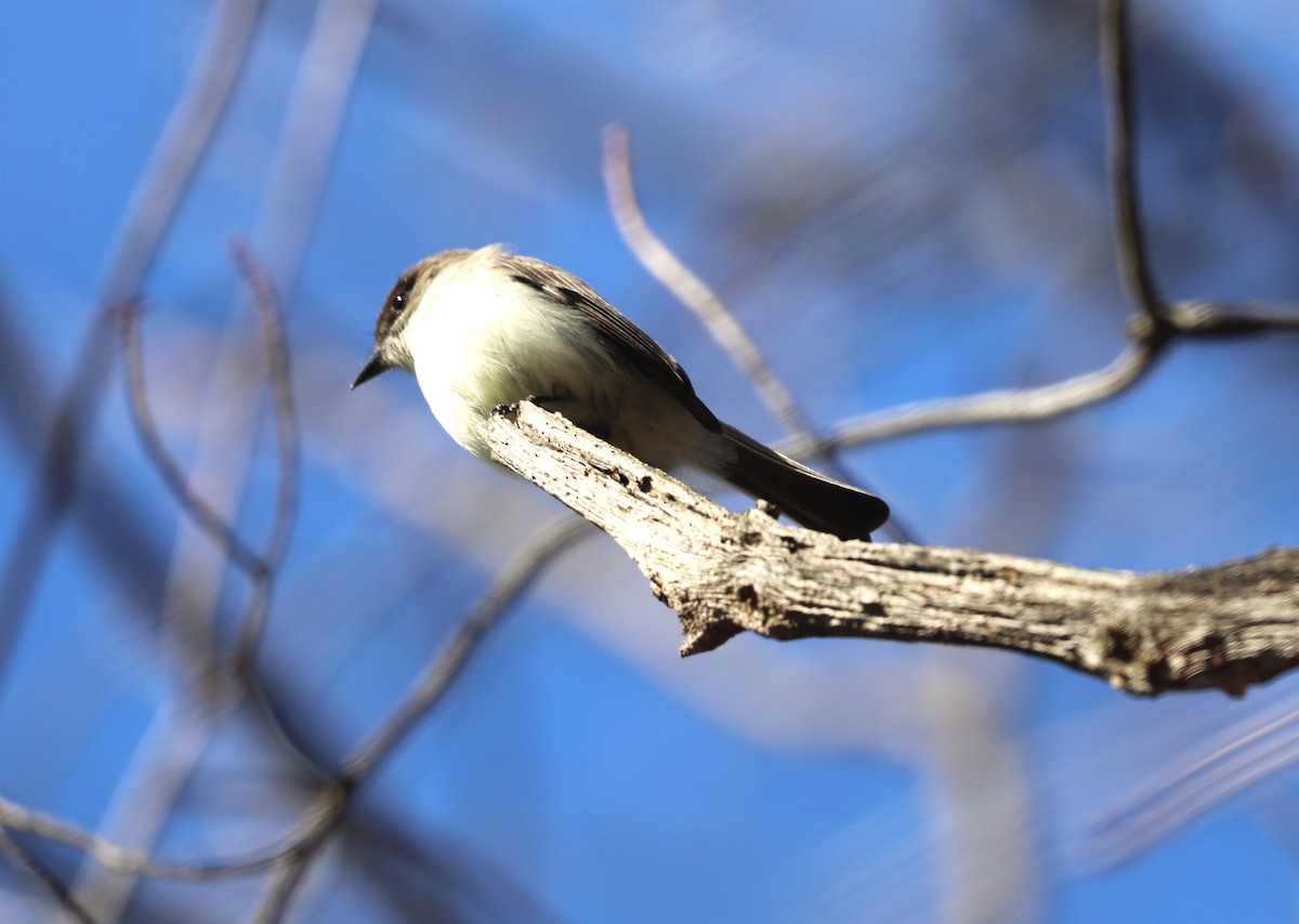 Eastern Phoebe - "Chia" Cory Chiappone ⚡️