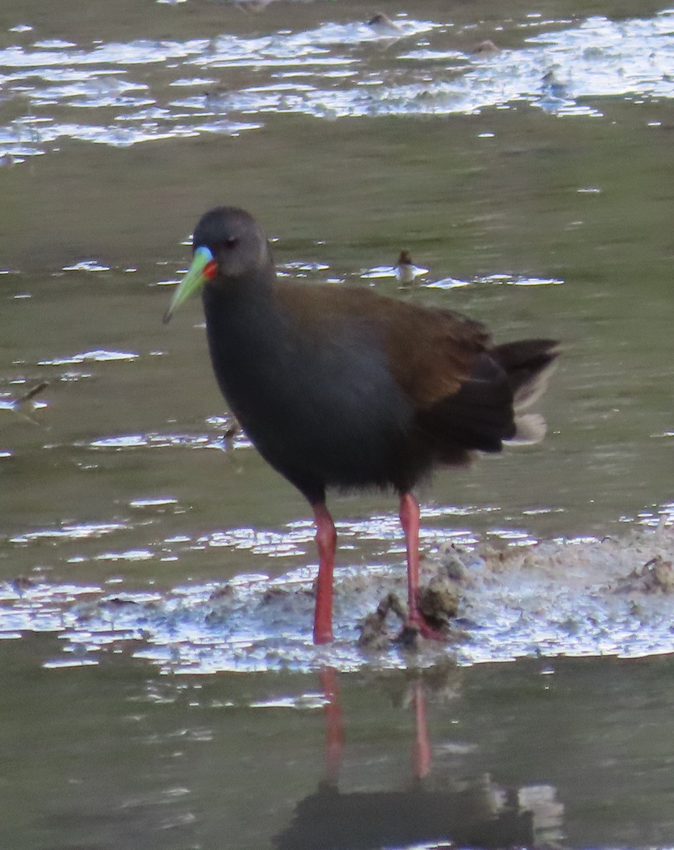 Plumbeous Rail - Elizabeth Lyons