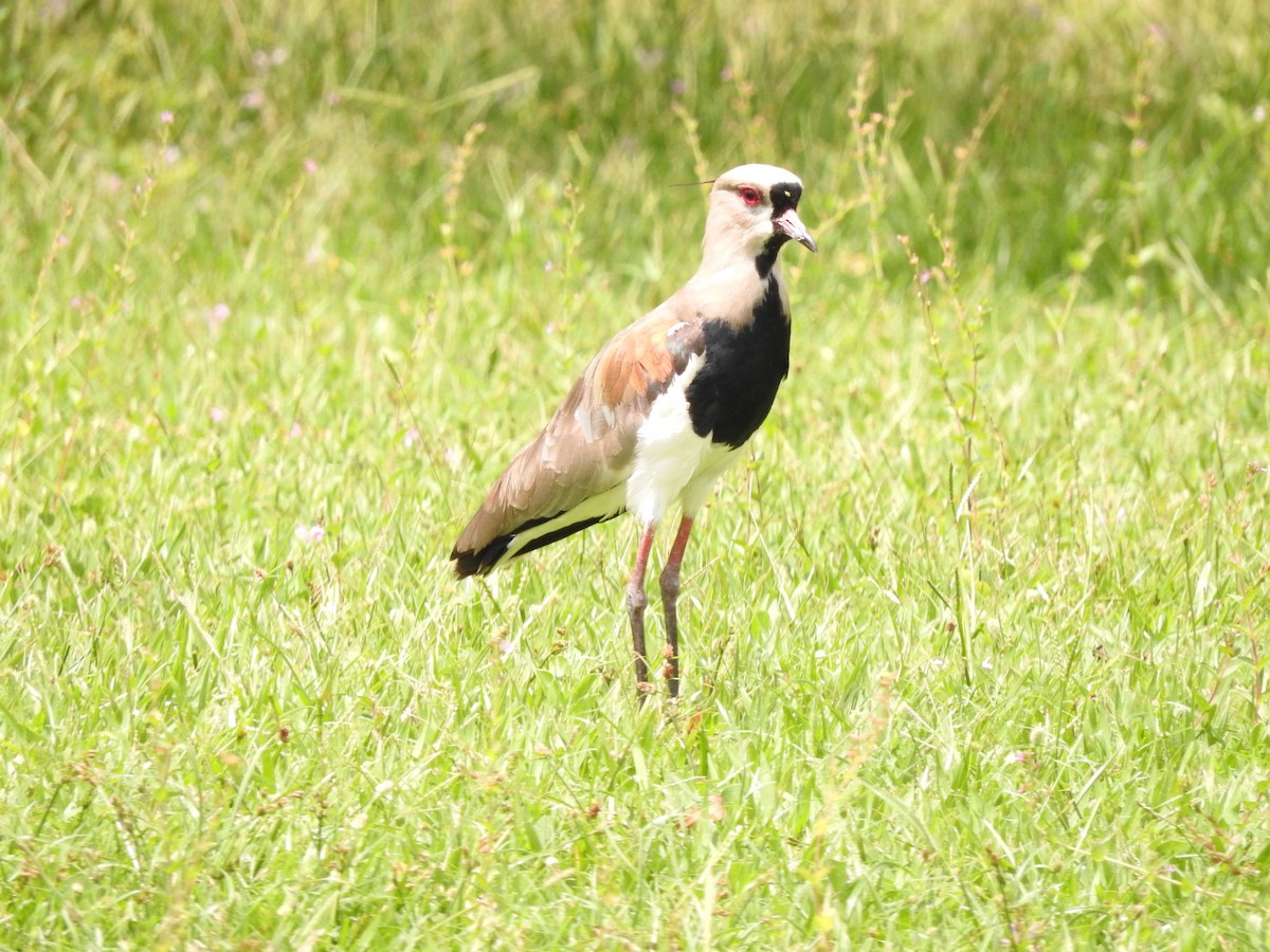 Southern Lapwing - ML616600691