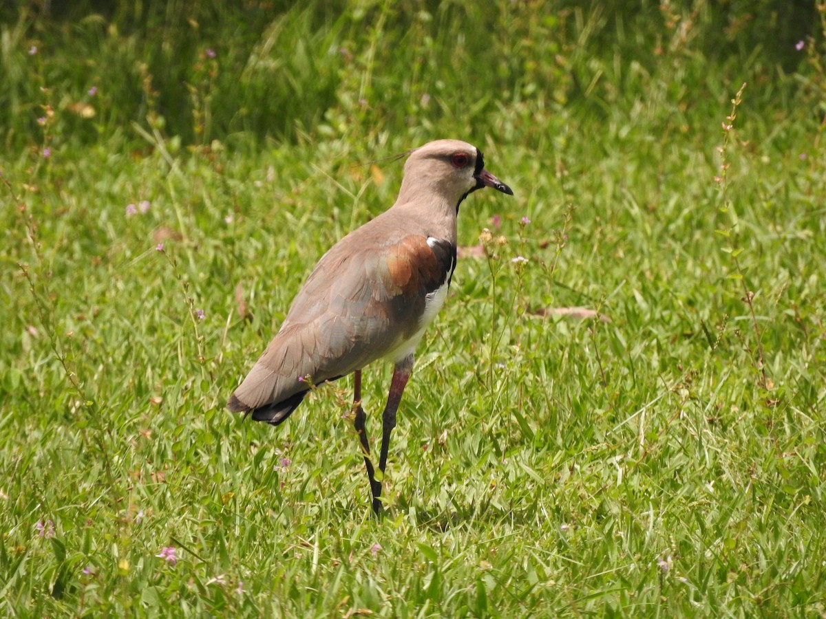 Southern Lapwing - Roberto Rebeque Junior