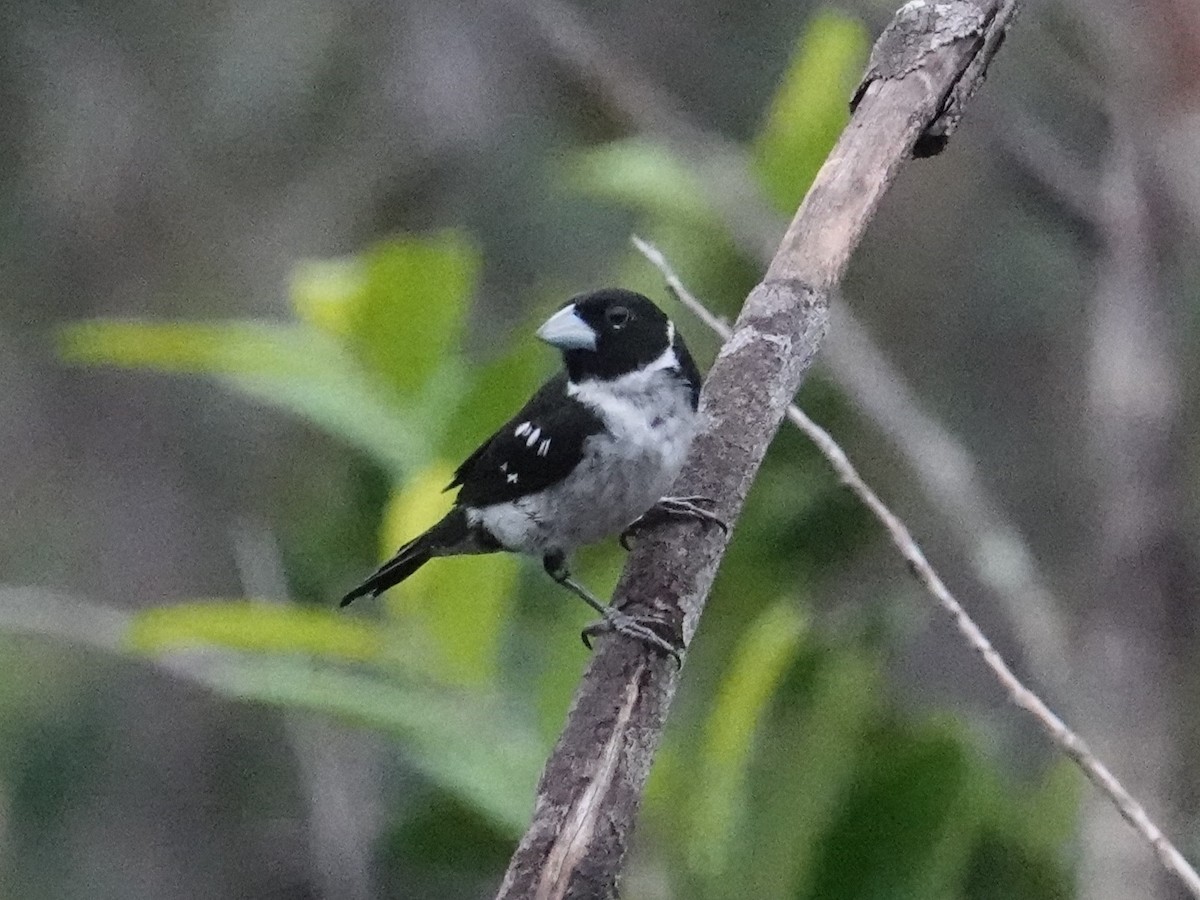 White-naped Seedeater - Steve Kornfeld