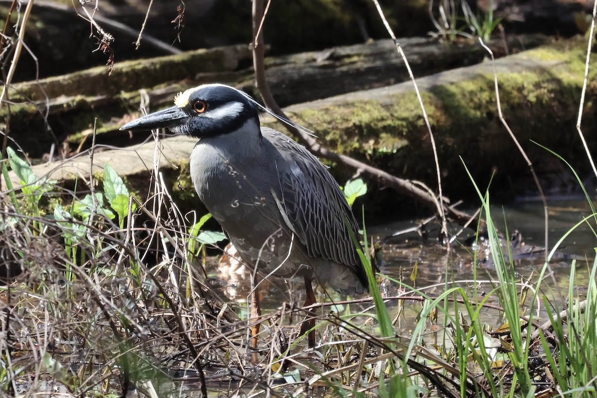 Yellow-crowned Night Heron - ML616600796