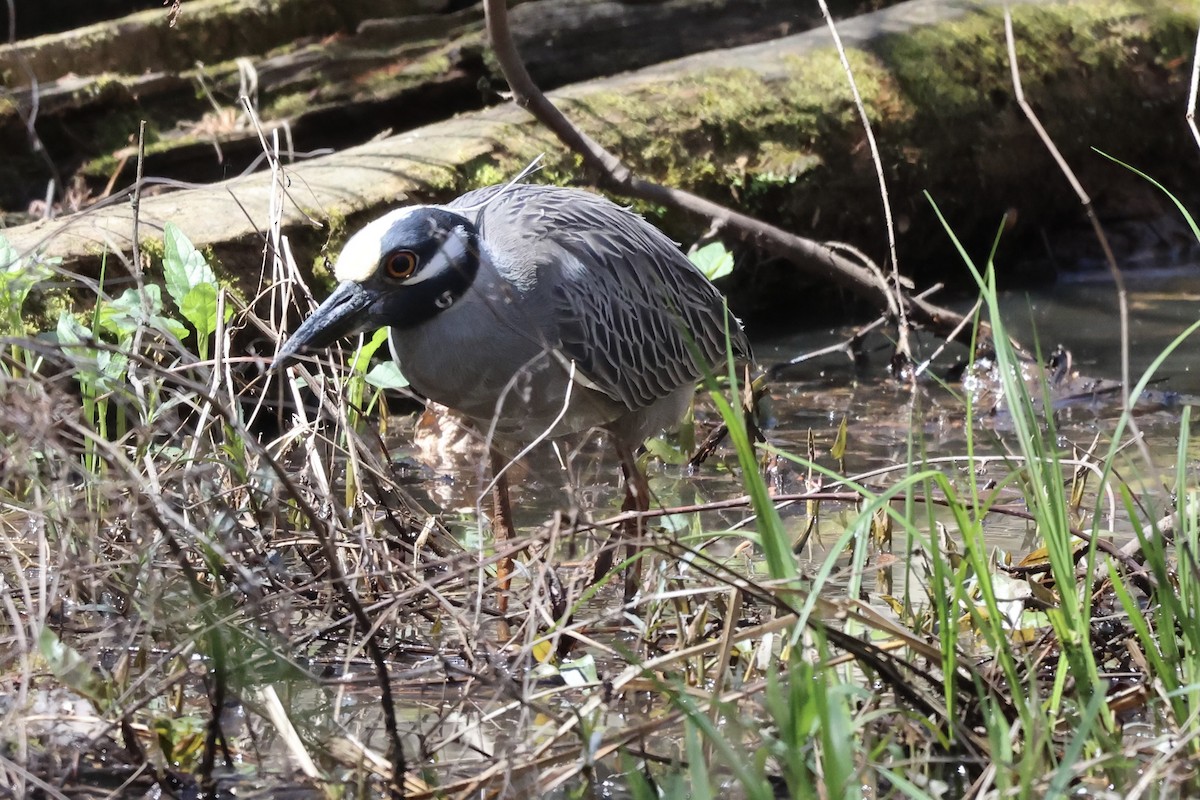 Yellow-crowned Night Heron - ML616600797