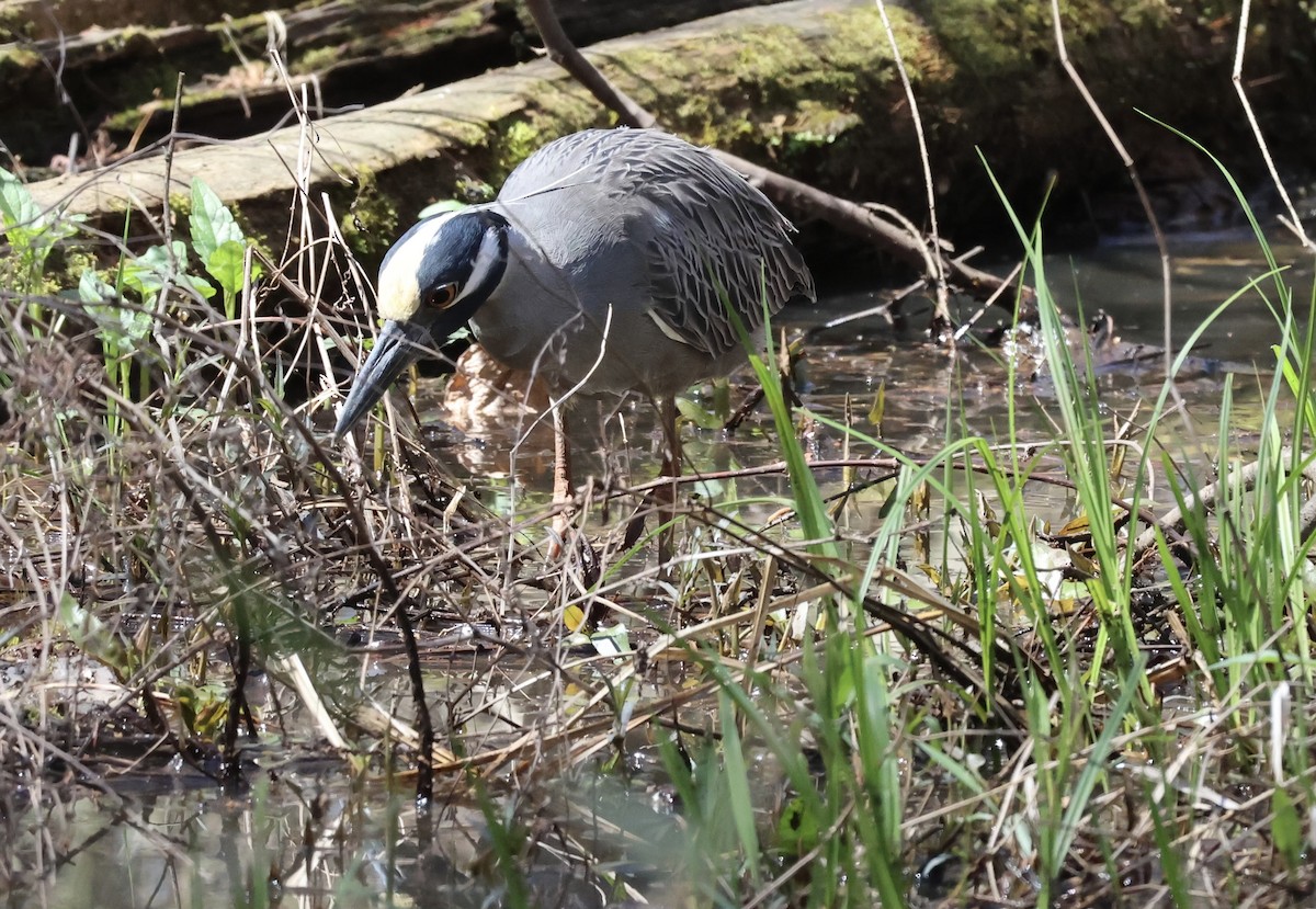 Yellow-crowned Night Heron - ML616600798