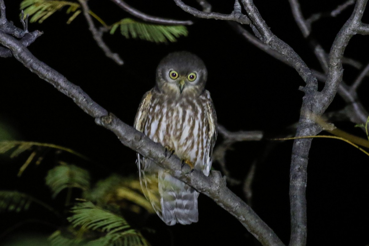 Barking Owl - ML616600930