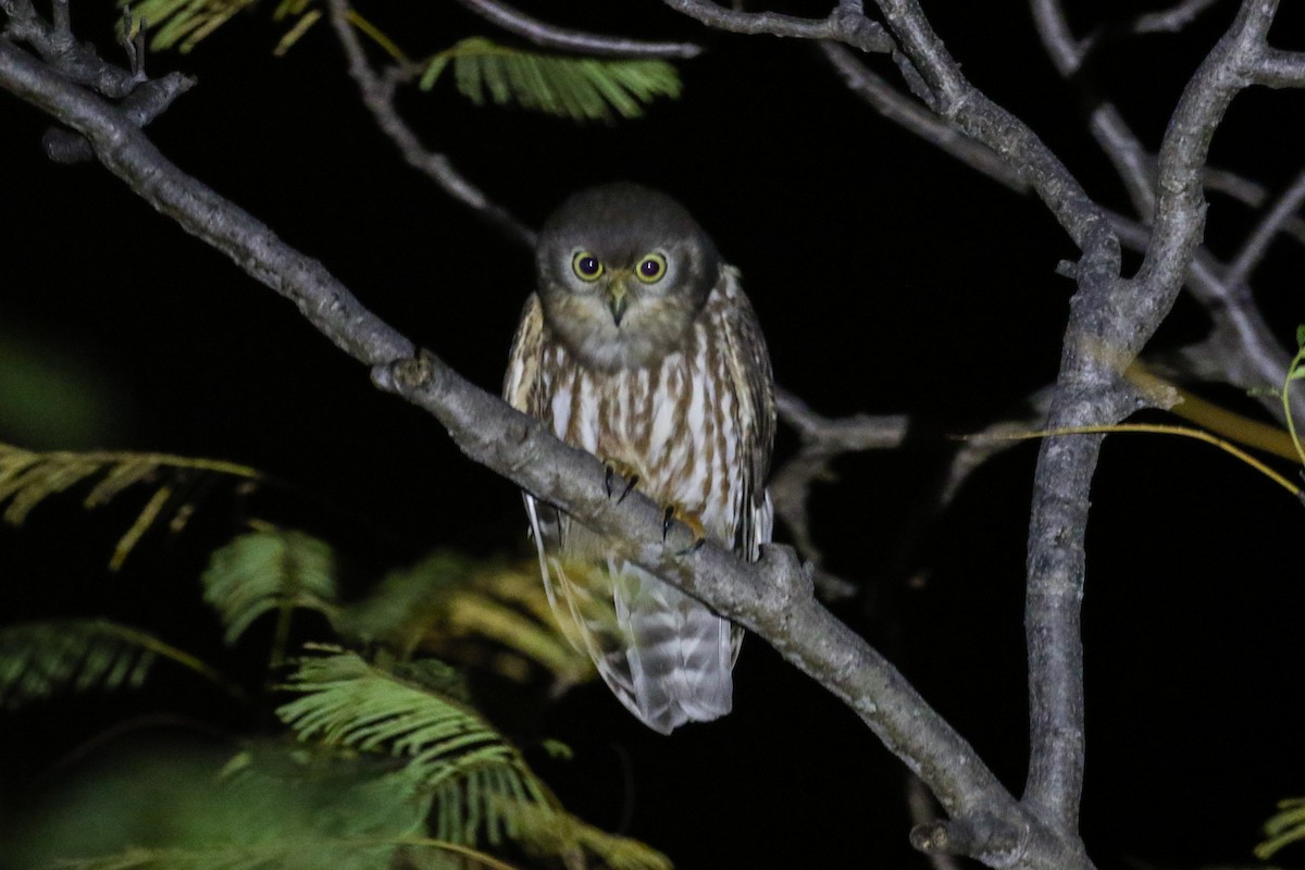 Barking Owl - ML616600933