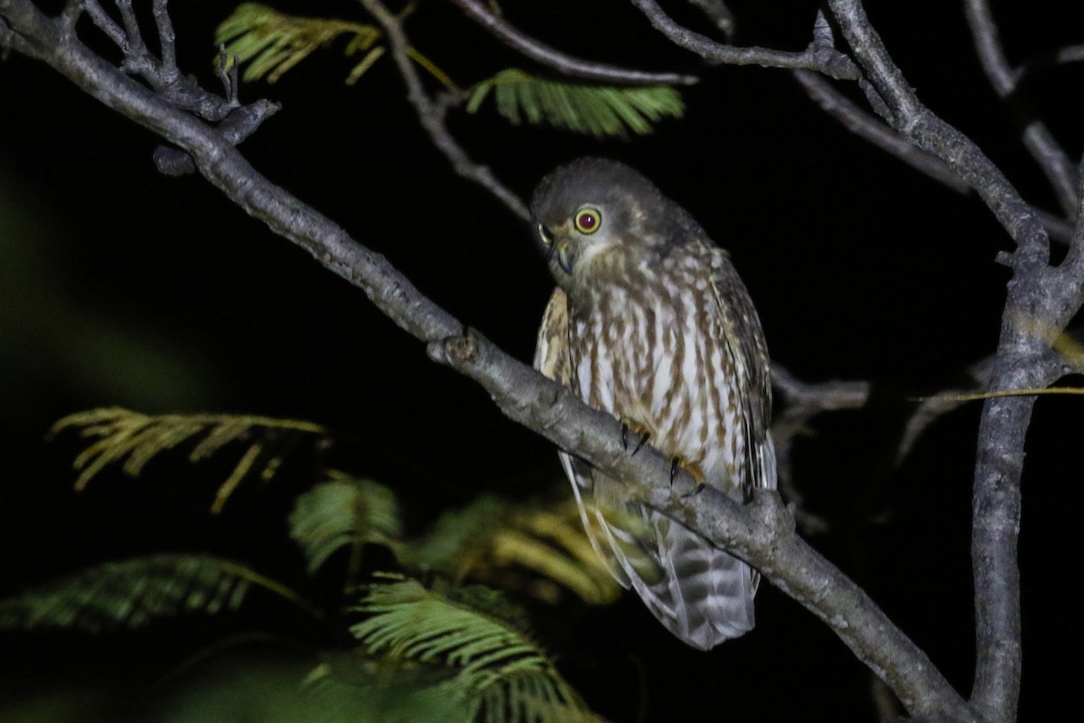 Barking Owl - ML616600934