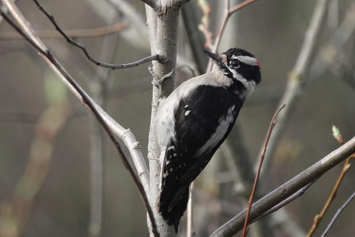 Downy Woodpecker - ML616601010
