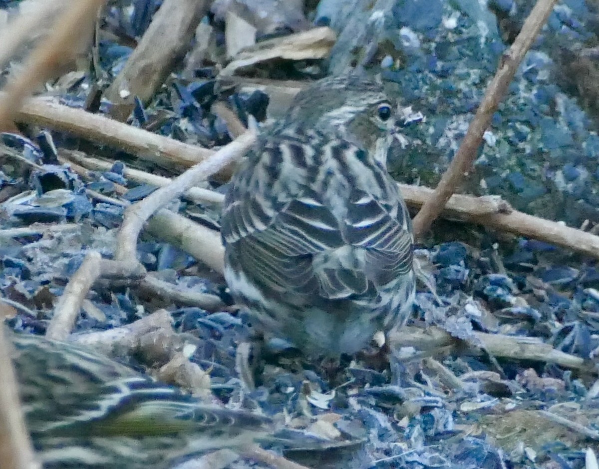 Cassin's Finch - ML616601012