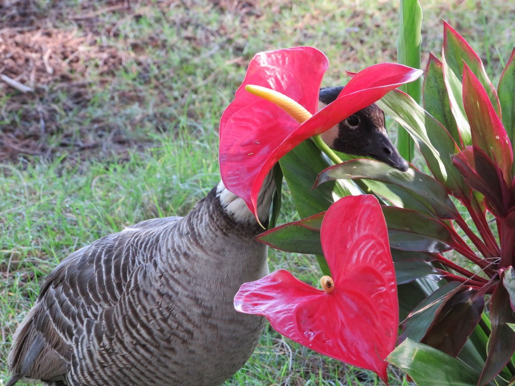 Hawaiian Goose - Matthew Thompson