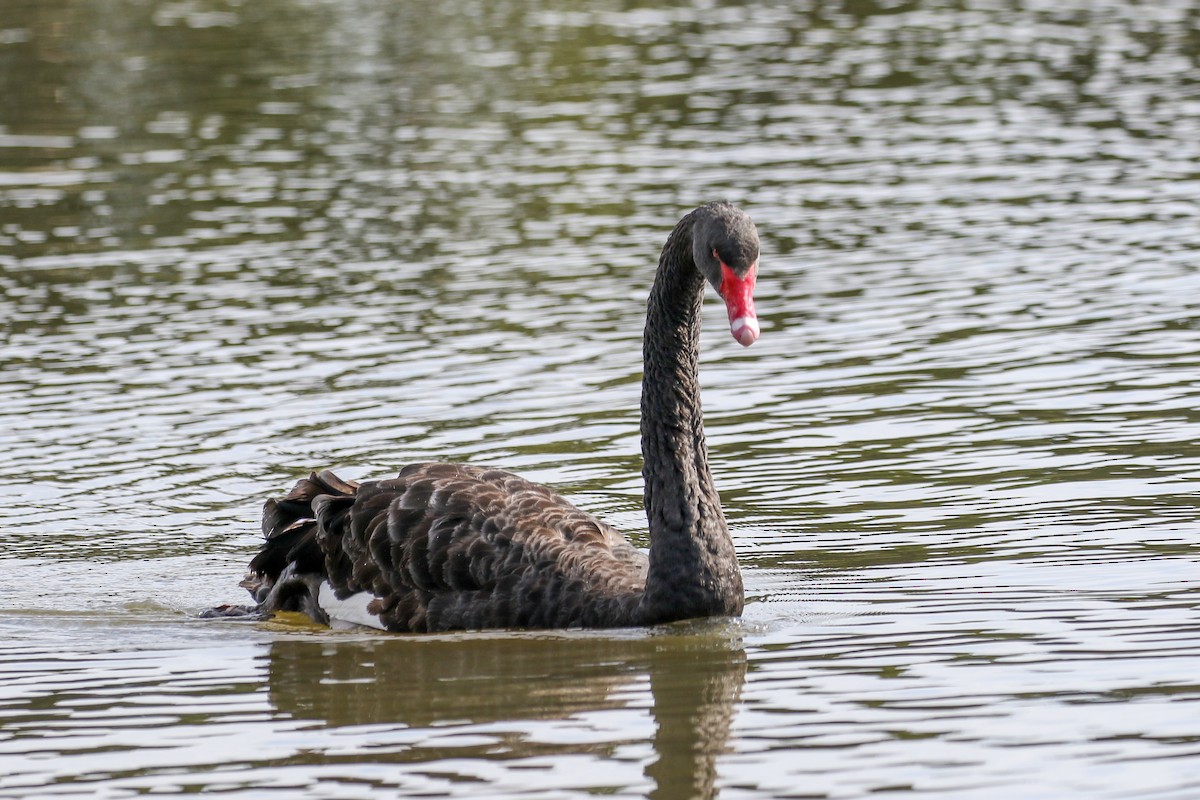Black Swan - ML616601060