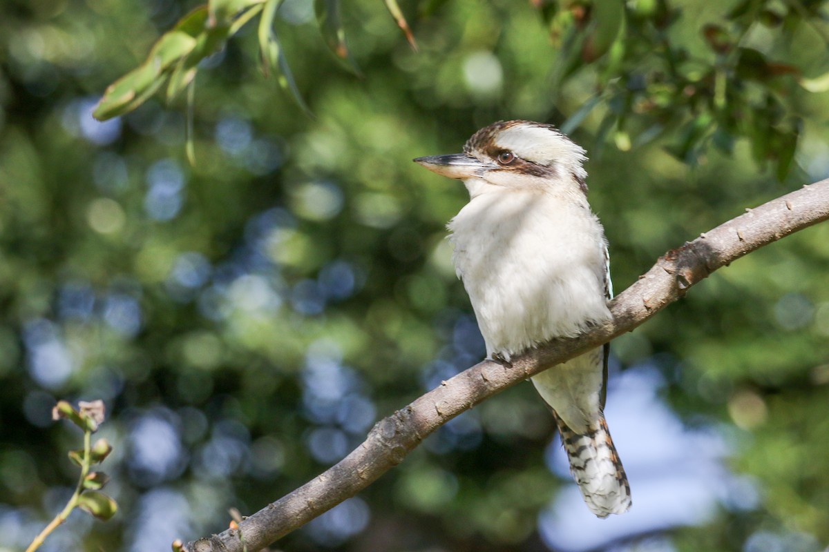 Laughing Kookaburra - ML616601091