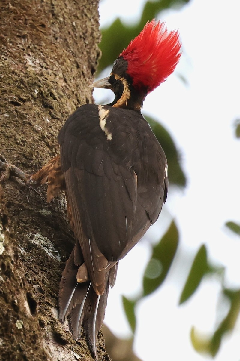 Lineated Woodpecker - Bruce Fleischer