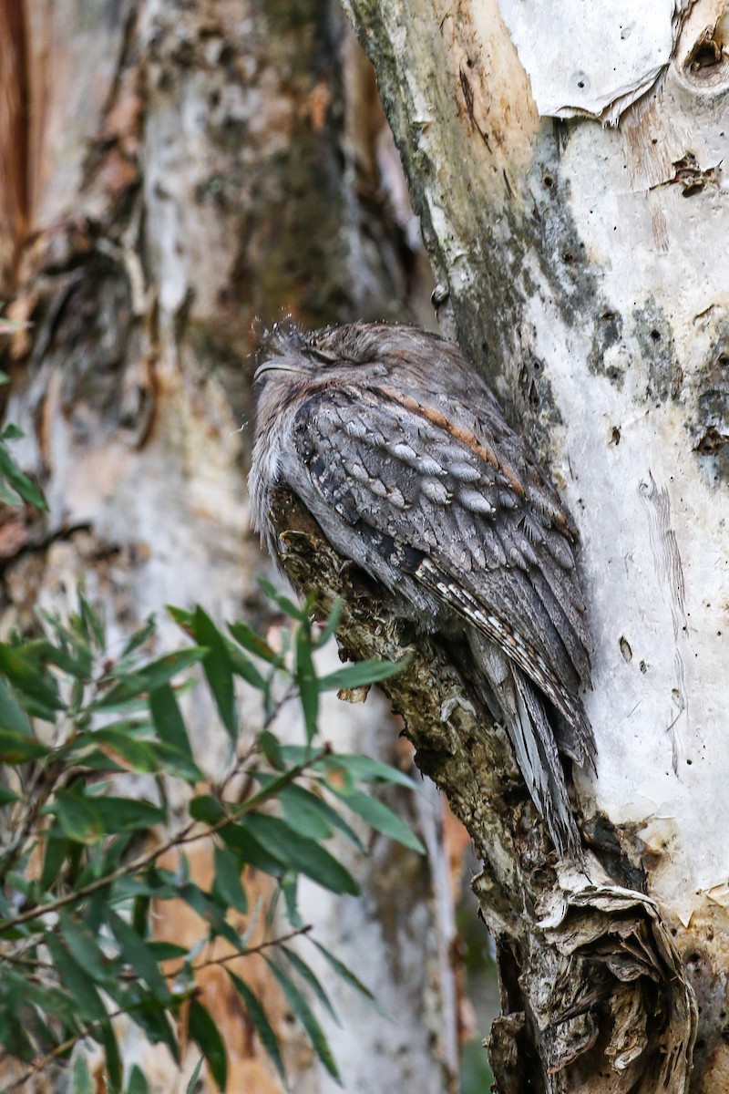 Tawny Frogmouth - ML616601108