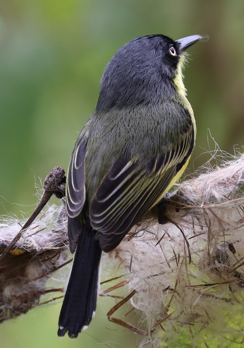 Common Tody-Flycatcher - Bruce Fleischer