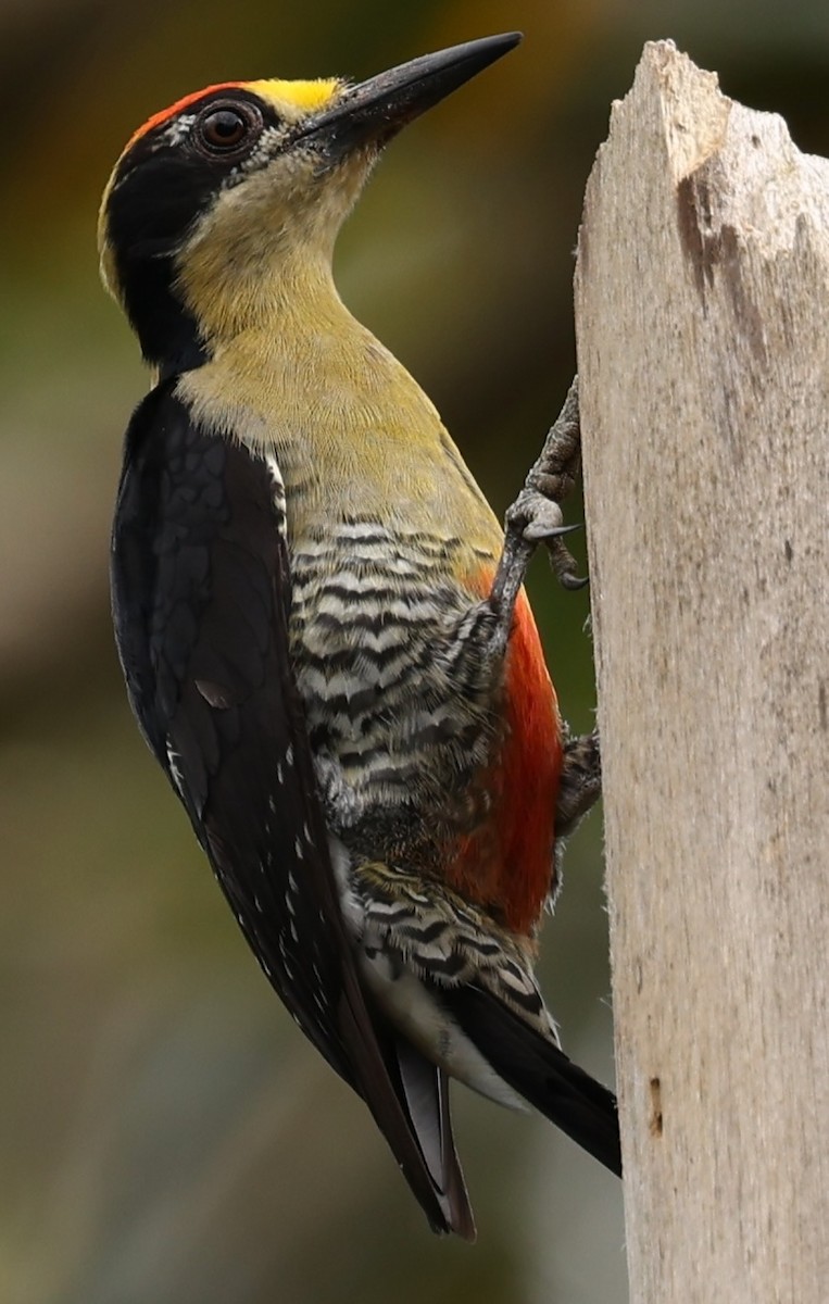 Golden-naped Woodpecker - Bruce Fleischer