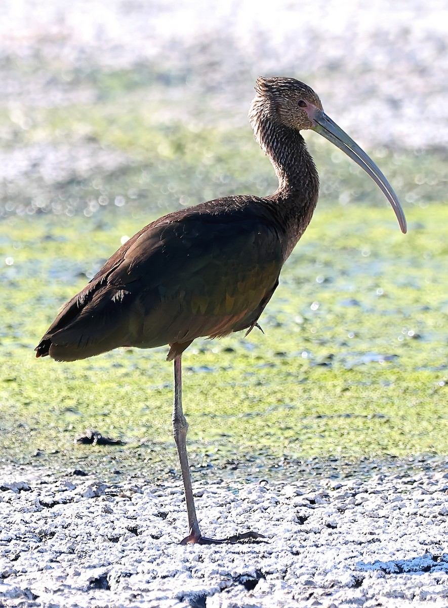 ibis americký - ML616601171
