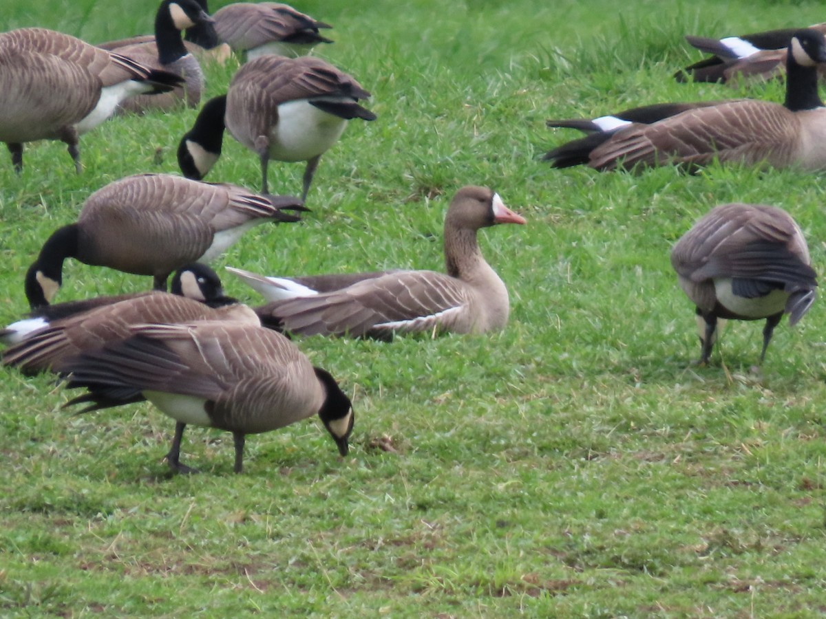 Greater White-fronted Goose - ML616601175