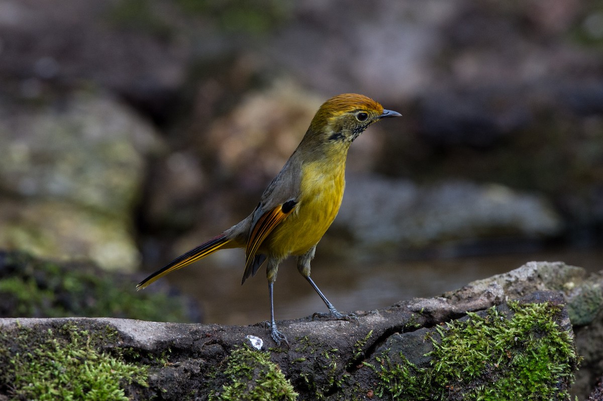 Chestnut-tailed Minla - jimmy Yao