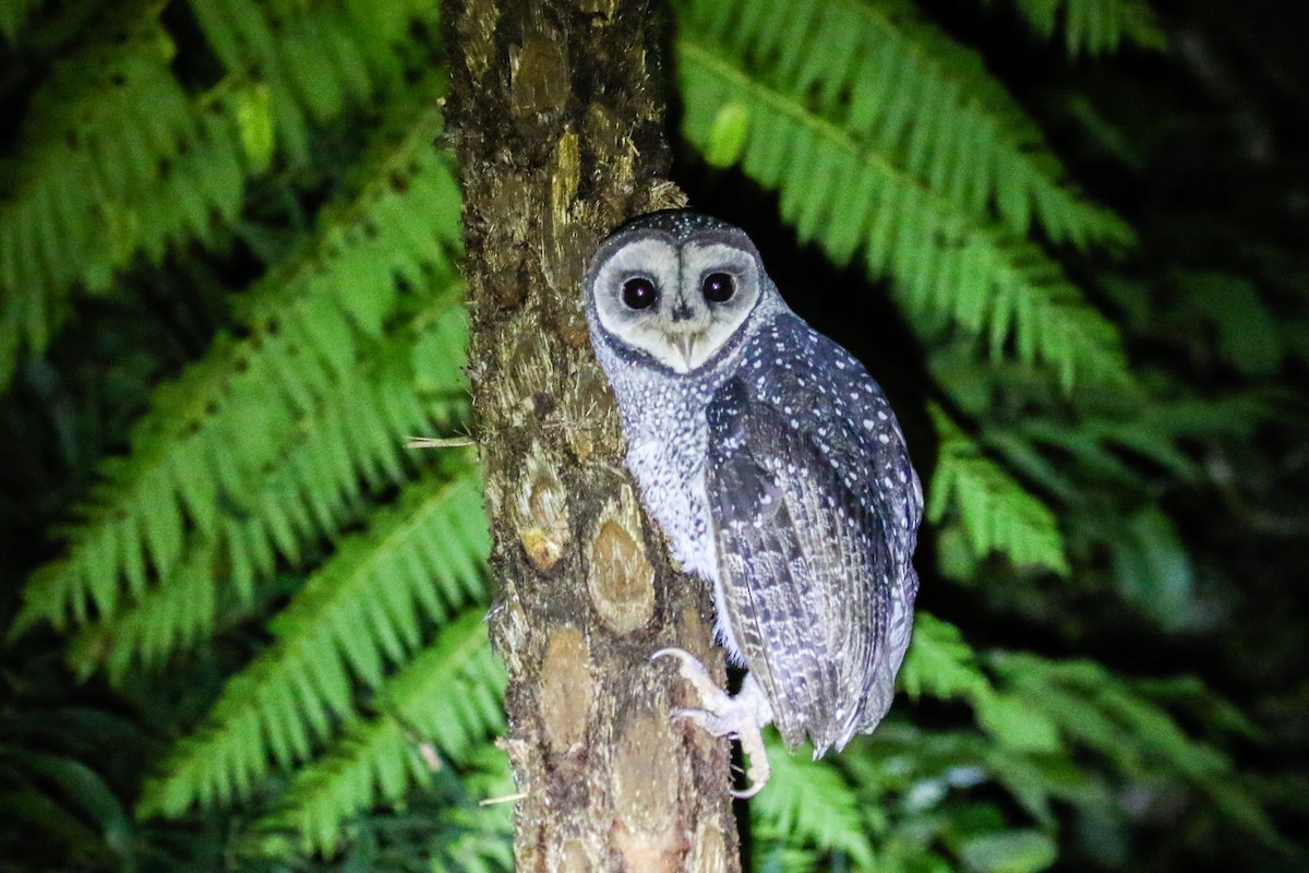 Sooty Owl (Lesser) - Neil Hayward