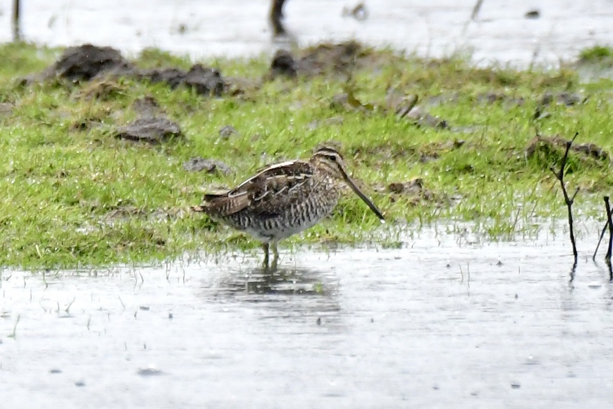 Wilson's Snipe - ML616601268