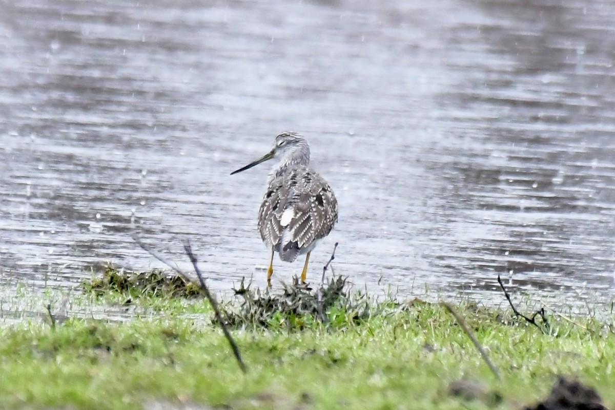 Greater Yellowlegs - ML616601304