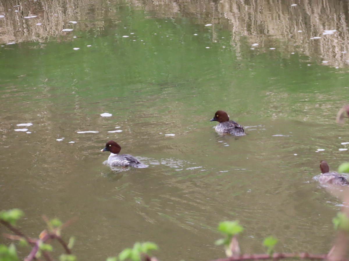 Common Goldeneye - ML616601323